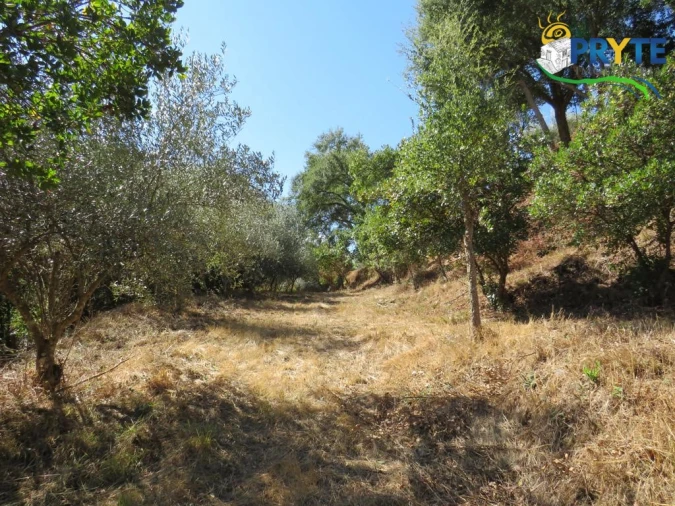 Quinta T8 para Venda em Sertã Foto 163