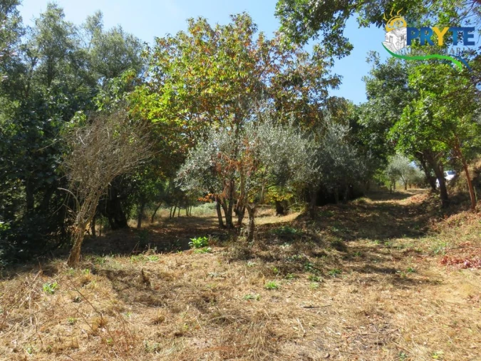 Quinta T8 para Venda em Sertã Foto 164