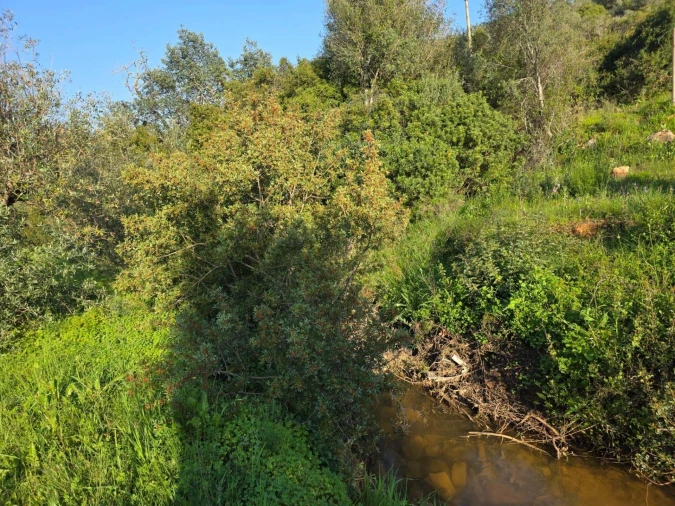 Terreno para Venda em Porches Foto 28