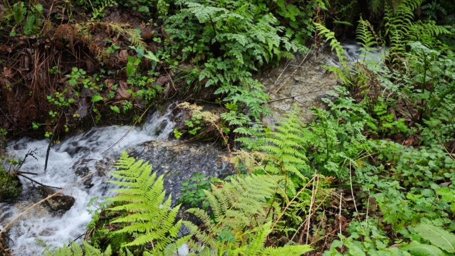 Quinta T3 para Venda em Beiral do Lima Foto 40