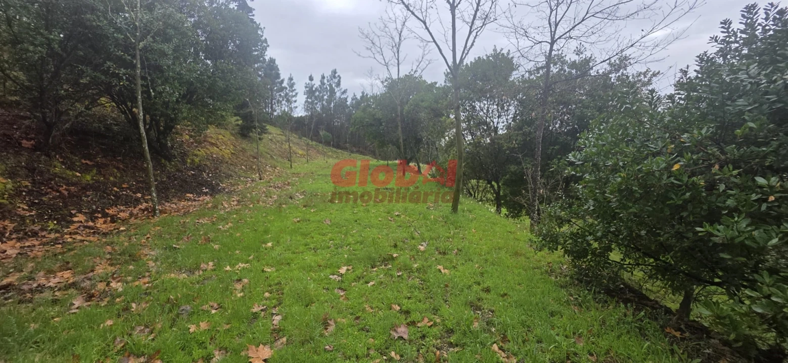 Quinta T0 para Venda em Fornos de Maceira Dão Foto 6