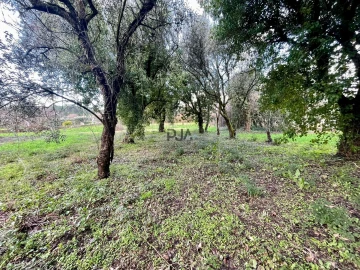 Terreno Agricola ou Rústico para Venda em Mangualde, Mesquitela e Cunha Alta