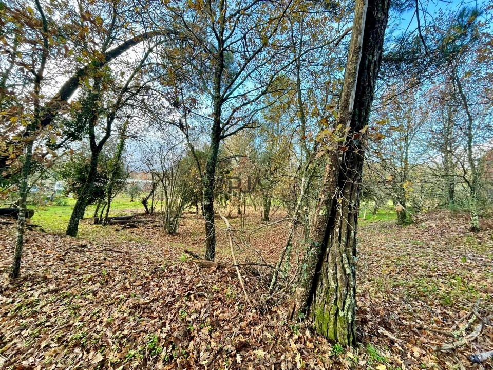 Terreno Agricola ou Rústico para Venda em Mangualde, Mesquitela e Cunha Alta Foto 8