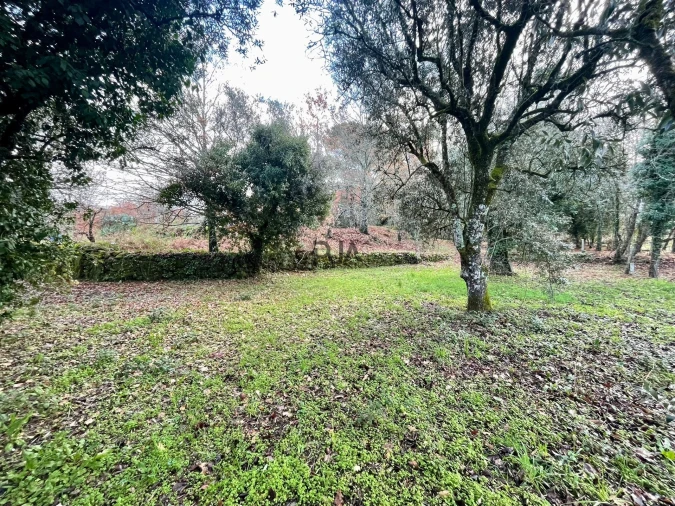Terreno Agricola ou Rústico para Venda em Mangualde, Mesquitela e Cunha Alta Foto 3