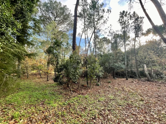 Terreno Agricola ou Rústico para Venda em Mangualde, Mesquitela e Cunha Alta Foto 5