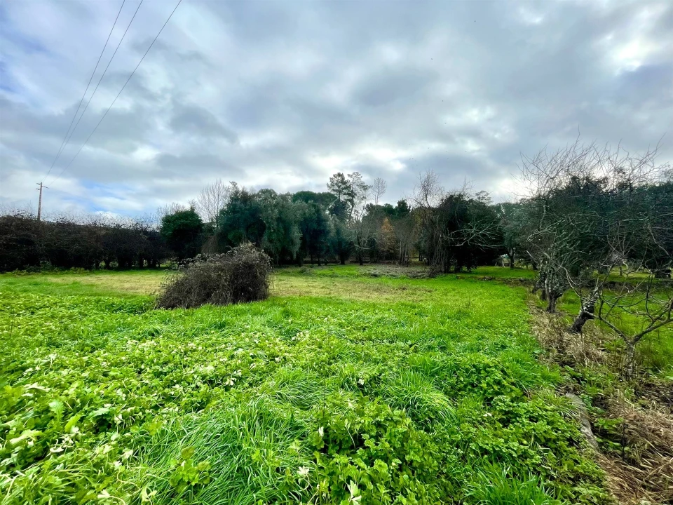 Terreno Agricola ou Rústico para Venda em Mangualde, Mesquitela e Cunha Alta Foto 6