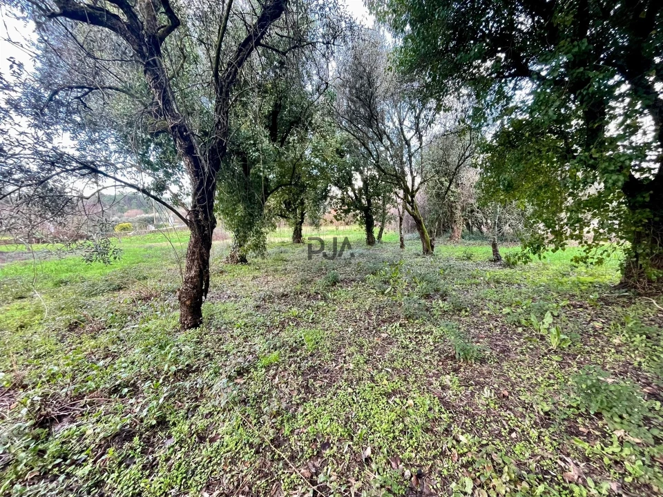 Terreno Agricola ou Rústico para Venda em Mangualde, Mesquitela e Cunha Alta Foto 9