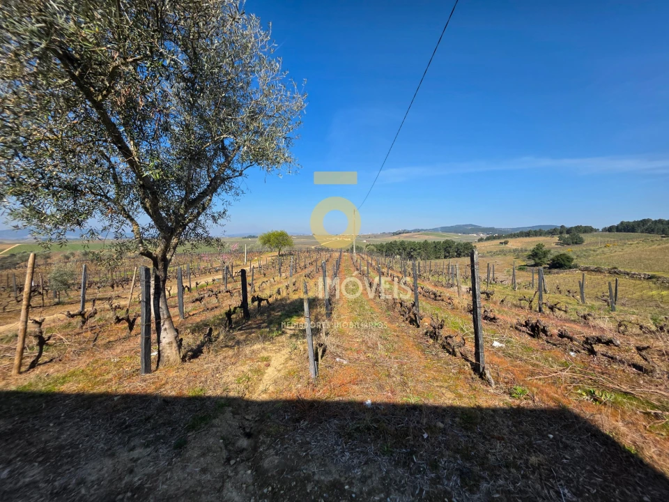 Quinta T0 para Venda em Castedo e Cotas Foto 2