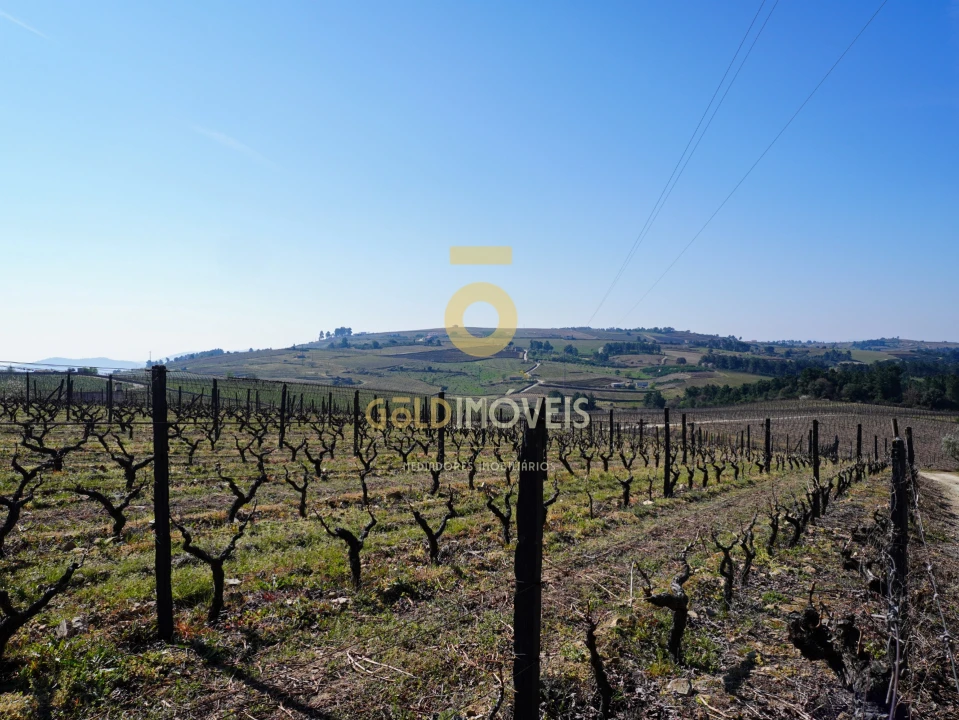 Quinta T0 para Venda em Castedo e Cotas Foto 19