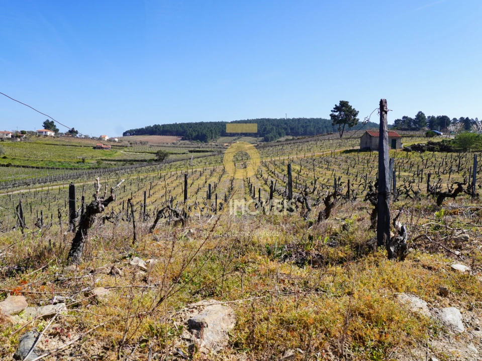 Quinta T0 para Venda em Castedo e Cotas Foto 14