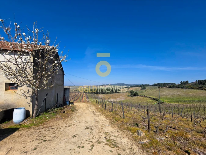 Quinta T0 para Venda em Castedo e Cotas Foto 4
