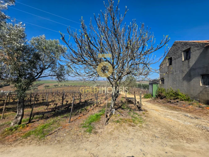 Quinta T0 para Venda em Castedo e Cotas Foto 11