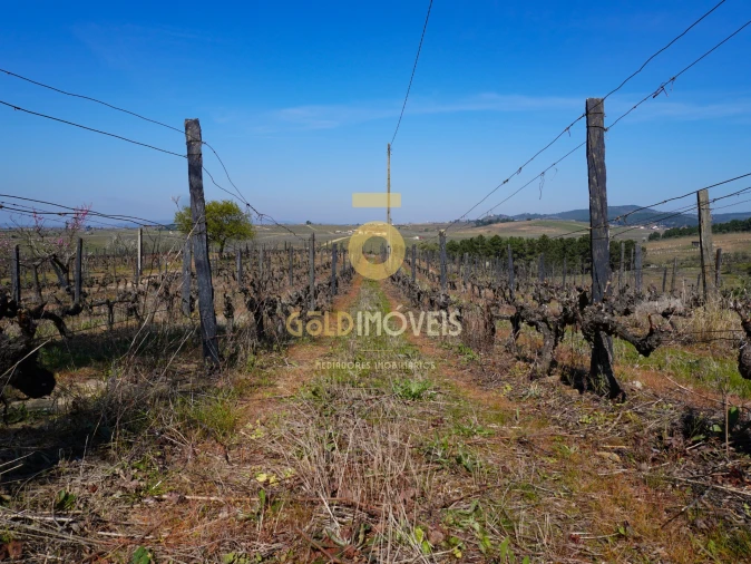 Quinta T0 para Venda em Castedo e Cotas Foto 16