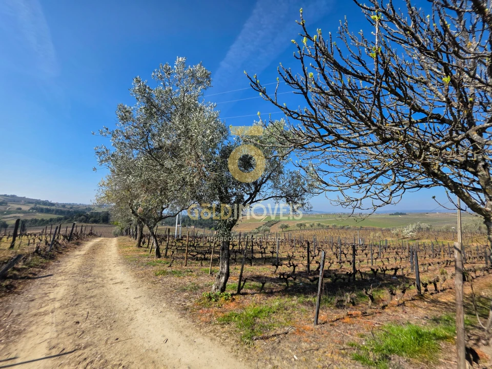 Quinta T0 para Venda em Castedo e Cotas Foto 12
