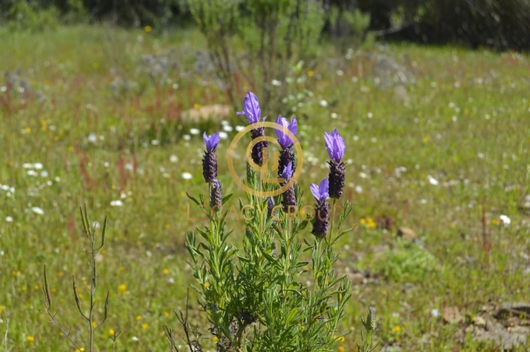Terreno para Venda em Vaqueiros Foto 13