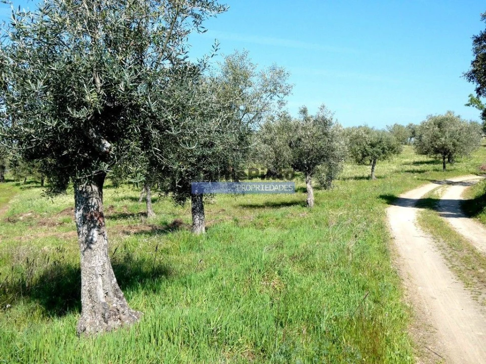 Terreno Misto para Venda em Escalhão Foto 1