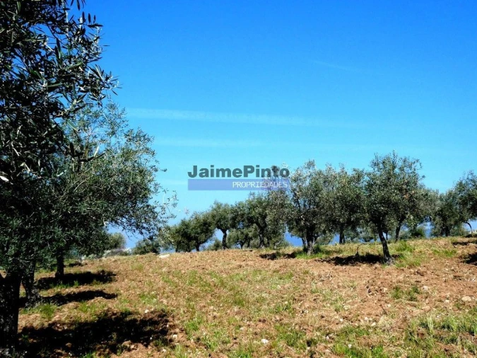 Terreno Misto para Venda em Escalhão Foto 3