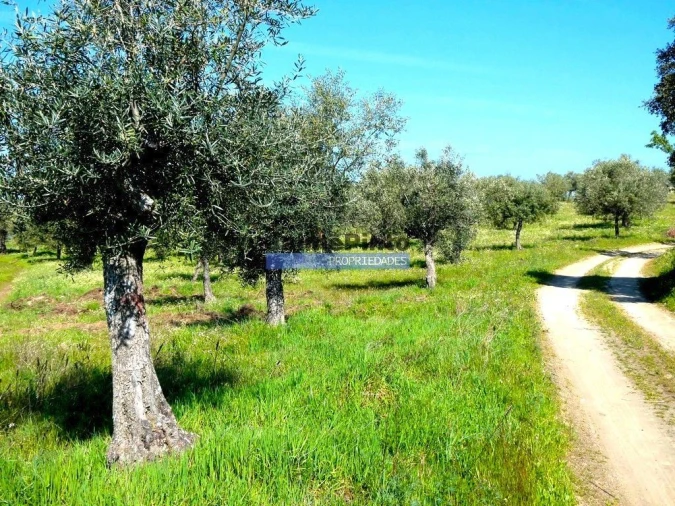 Terreno Misto para Venda em Escalhão