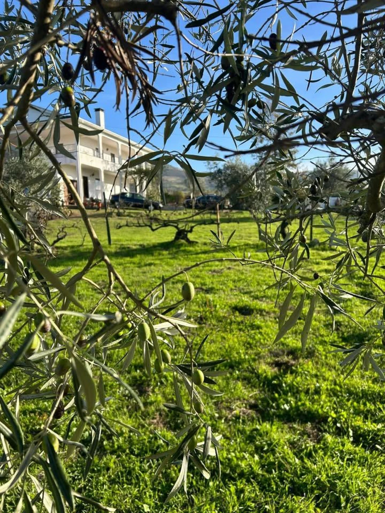 Quinta T5 para Venda em Faro (Sé e São Pedro) Foto 4