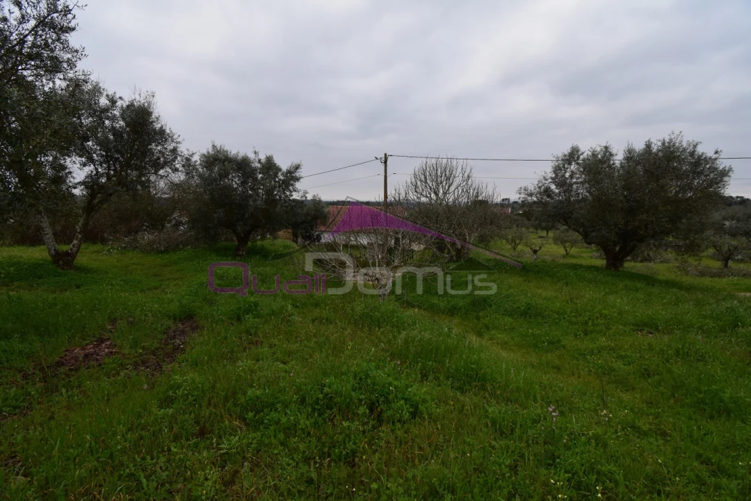 Terreno Agricola ou Rústico para Venda em Mouriscas Foto 25