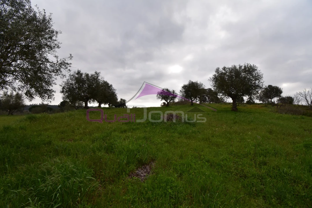 Terreno Agricola ou Rústico para Venda em Mouriscas Foto 27