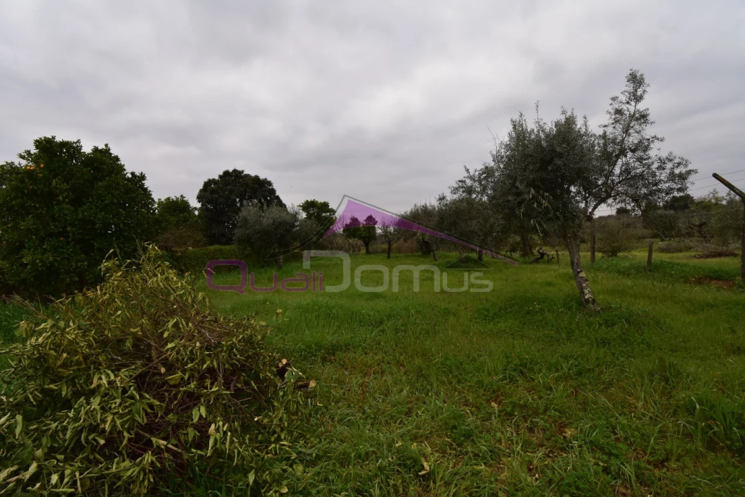 Terreno Agricola ou Rústico para Venda em Mouriscas Foto 33