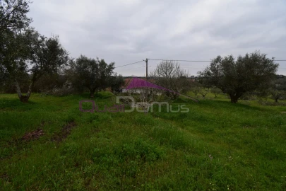 Terreno Agricola ou Rústico para Venda em Mouriscas