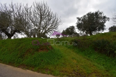 Terreno Agricola ou Rústico para Venda em Mouriscas