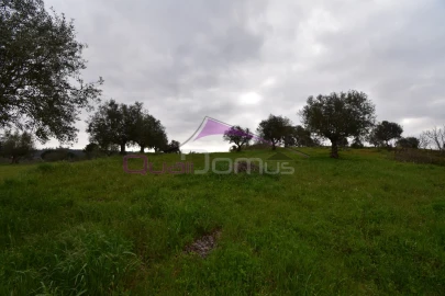 Terreno Agricola ou Rústico para Venda em Mouriscas