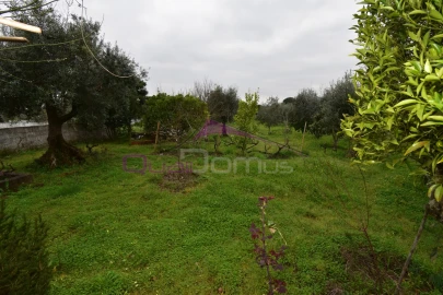 Terreno Agricola ou Rústico para Venda em Mouriscas