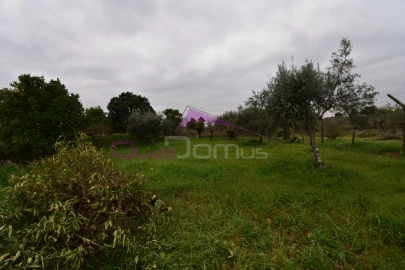 Terreno Agricola ou Rústico para Venda em Mouriscas