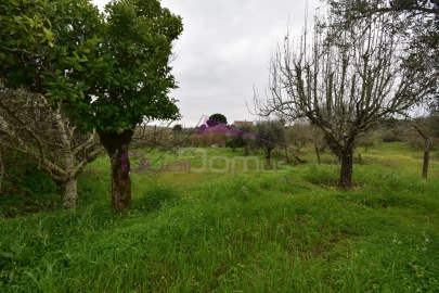 Terreno Agricola ou Rústico para Venda em Mouriscas