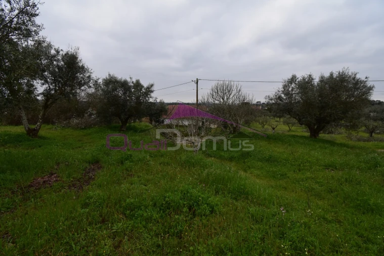 Terreno Agricola ou Rústico para Venda em Mouriscas Foto 25