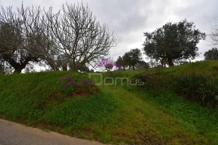 Terreno Agricola ou Rústico para Venda em Mouriscas Foto 26