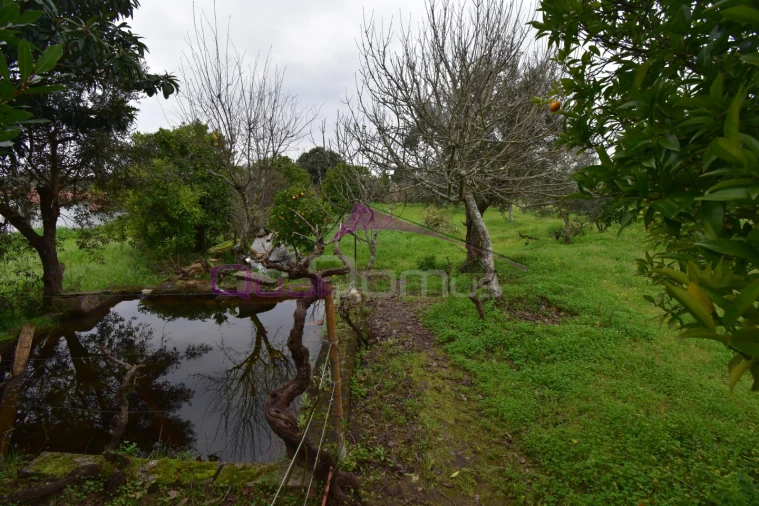 Terreno Agricola ou Rústico para Venda em Mouriscas Foto 32