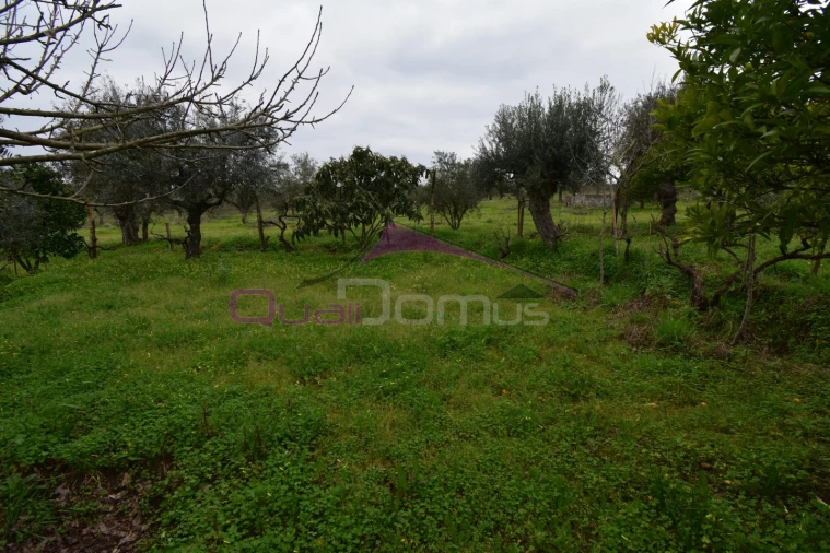 Terreno Agricola ou Rústico para Venda em Mouriscas Foto 34