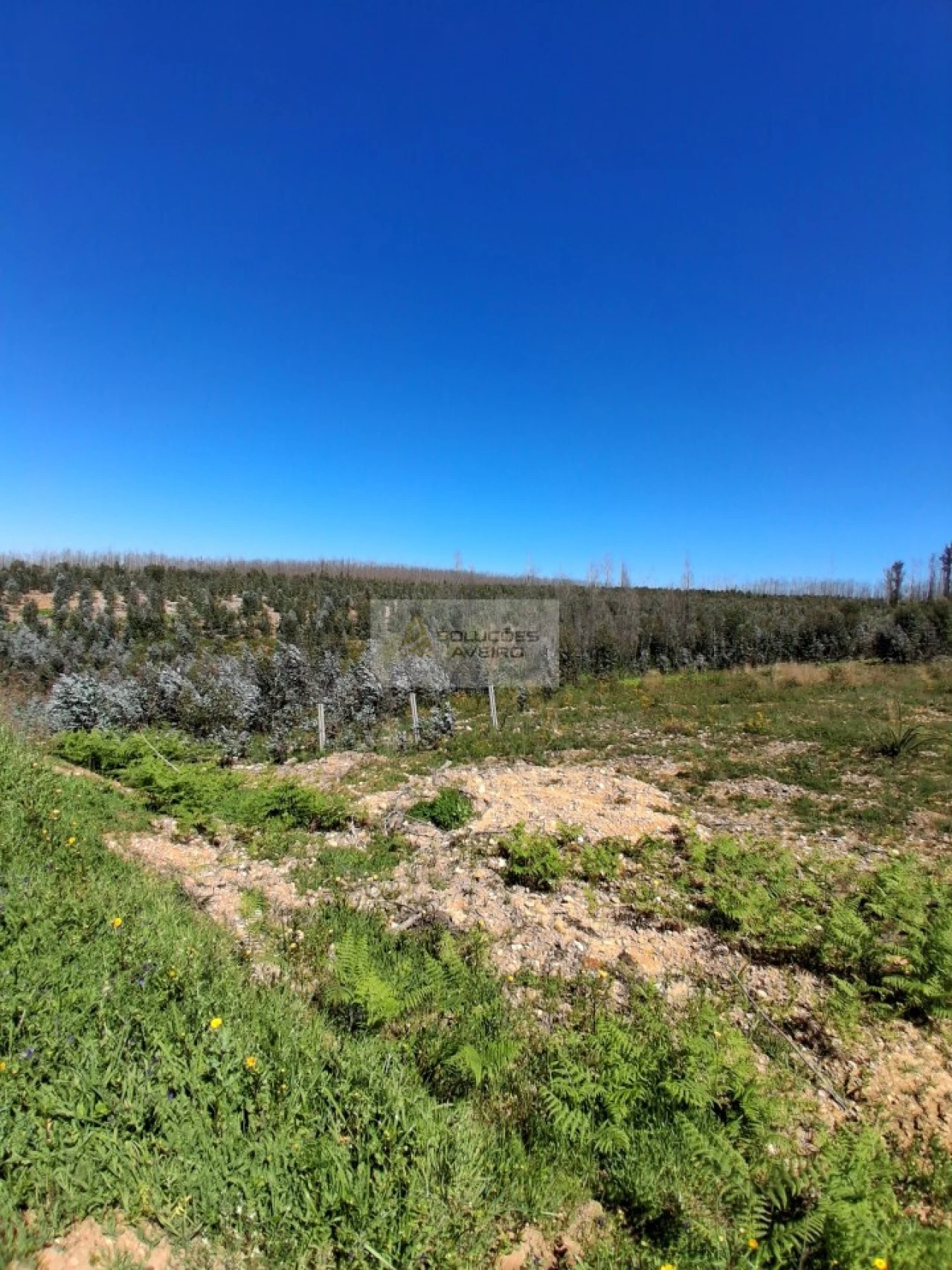Terreno para Venda em Valongo do Vouga Foto 4