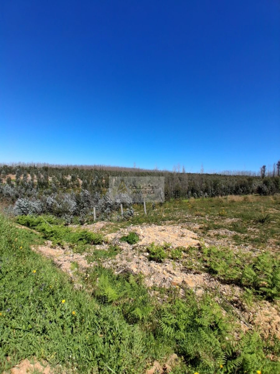 Terreno para Venda em Valongo do Vouga Foto 4