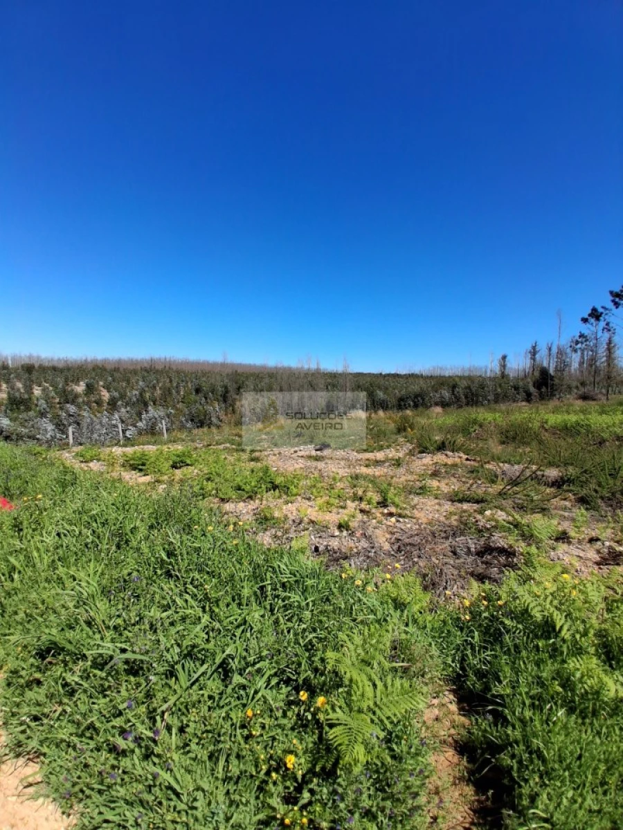 Terreno para Venda em Valongo do Vouga Foto 5