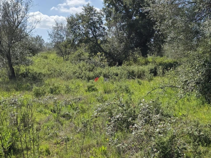 Terreno para Venda em Nossa Senhora da Vila, Nossa Senhora do Bispo e Silveiras Foto 12