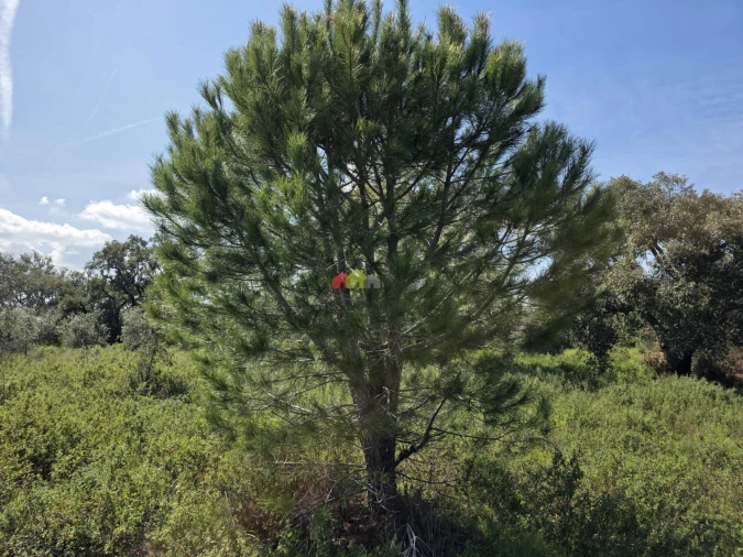 Terreno para Venda em Nossa Senhora da Vila, Nossa Senhora do Bispo e Silveiras Foto 14
