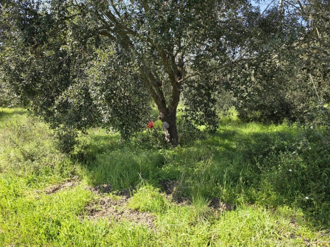 Terreno para Venda em Nossa Senhora da Vila, Nossa Senhora do Bispo e Silveiras Foto 4