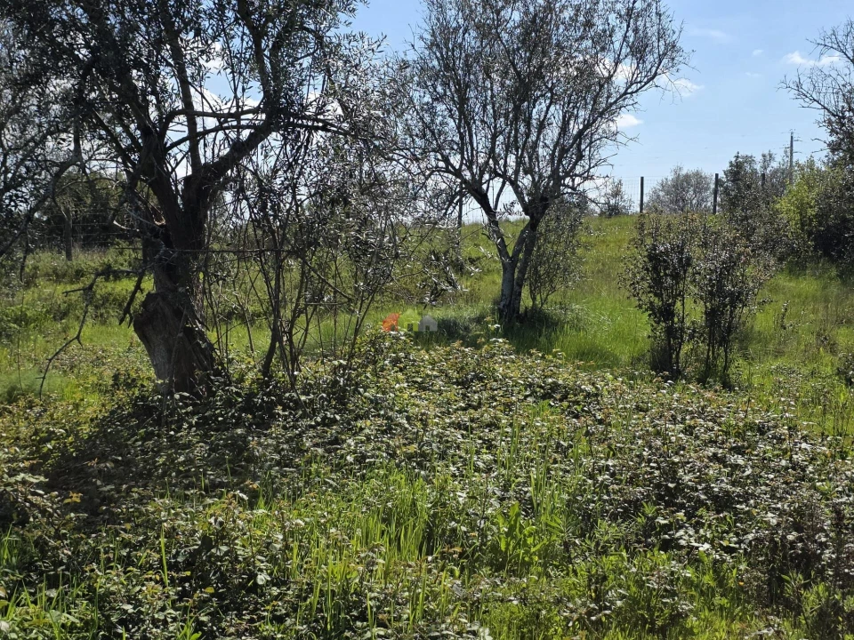 Terreno para Venda em Nossa Senhora da Vila, Nossa Senhora do Bispo e Silveiras Foto 11