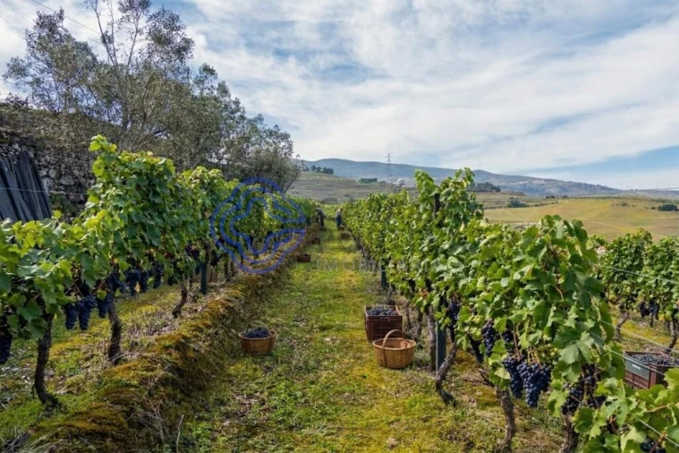 Terreno para Venda em Sande Foto 6