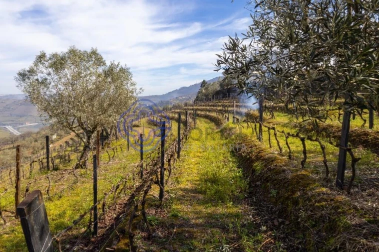 Terreno para Venda em Sande Foto 10