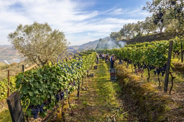 Terreno para Venda em Sande Foto 11