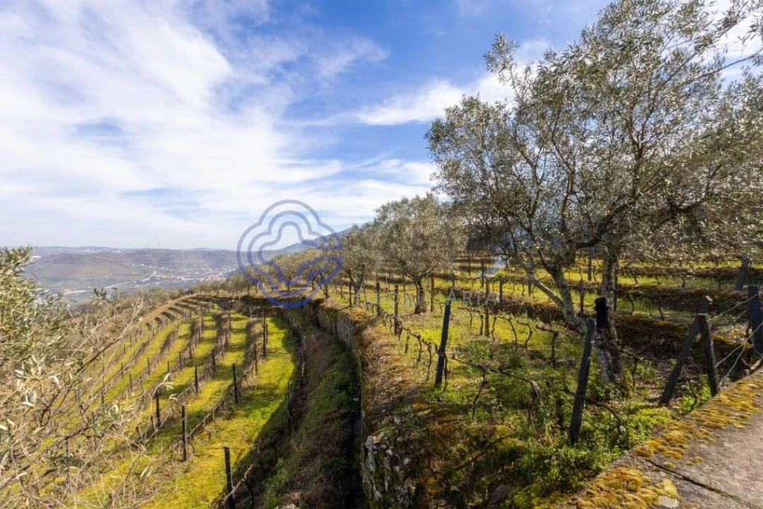Terreno para Venda em Sande Foto 9