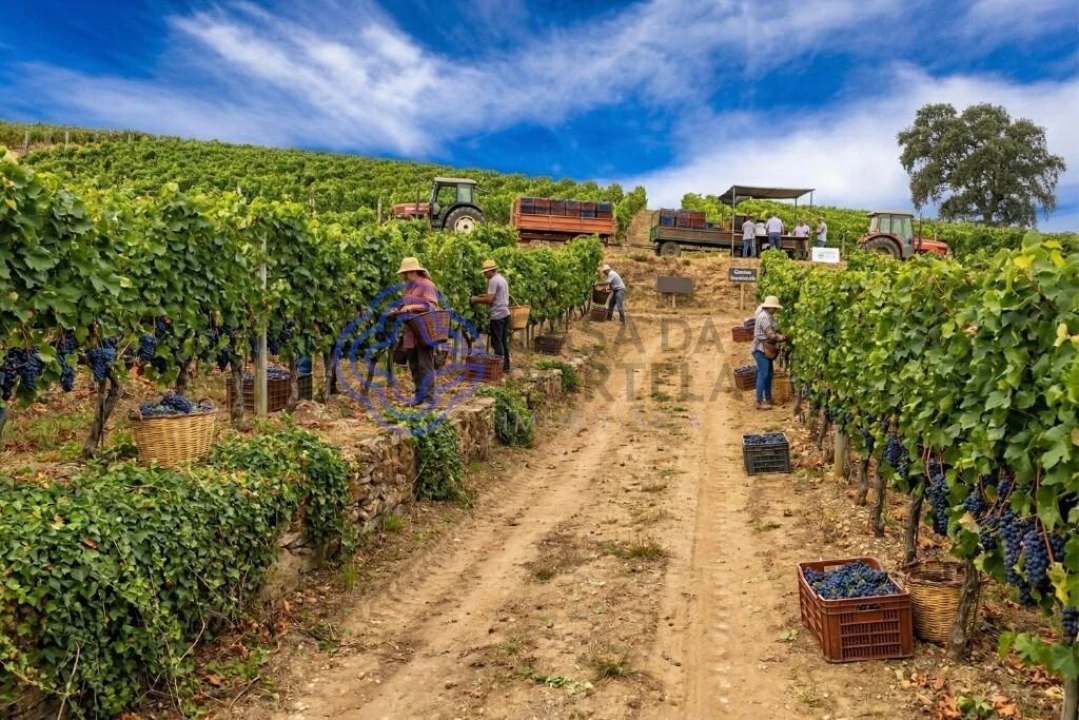Terreno para Venda em Sande Foto 3