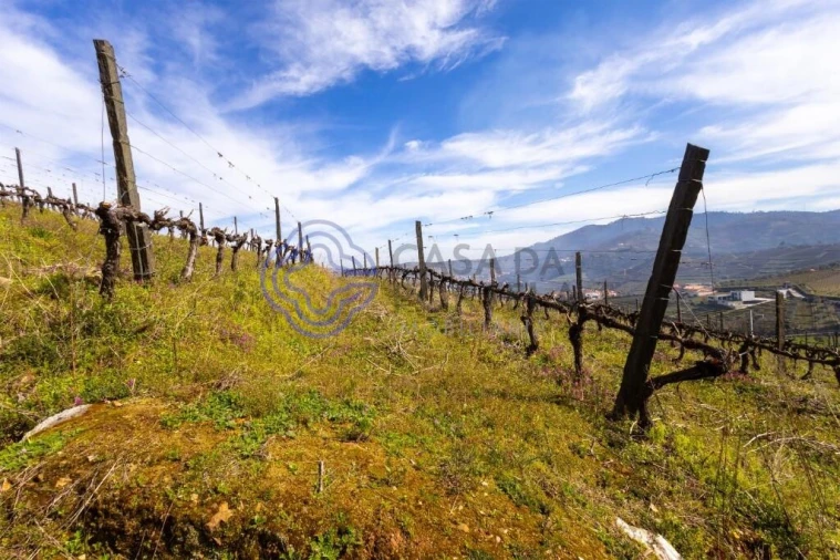 Terreno para Venda em Sande Foto 8