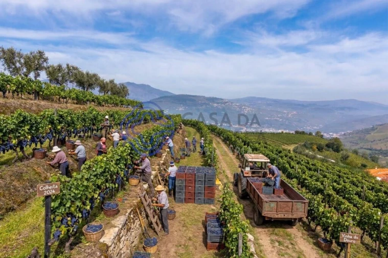 Terreno para Venda em Sande